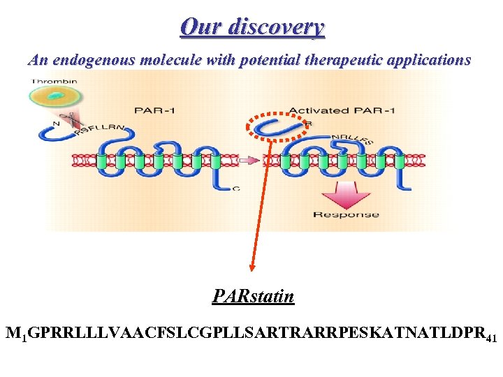 Our discovery An endogenous molecule with potential therapeutic applications Human peptide (MW: 4468 Da)