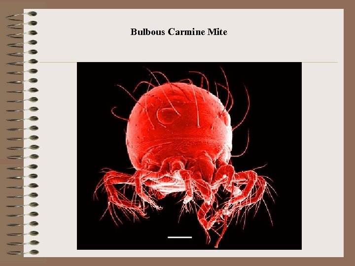 Bulbous Carmine Mite 