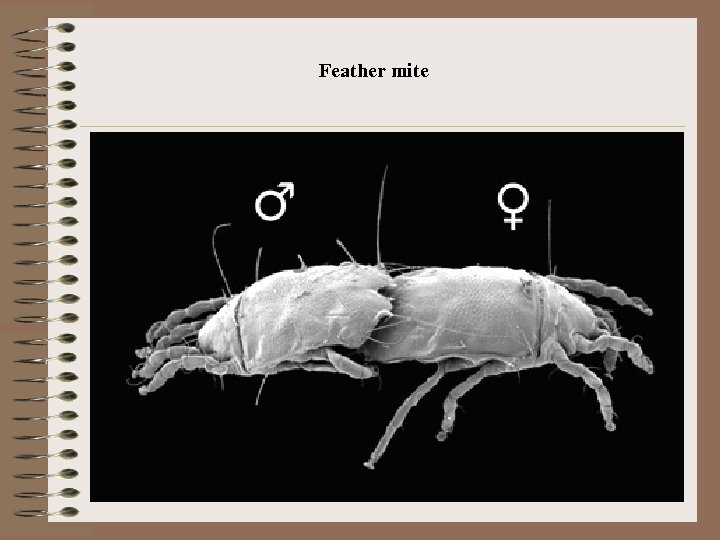 Feather mite 