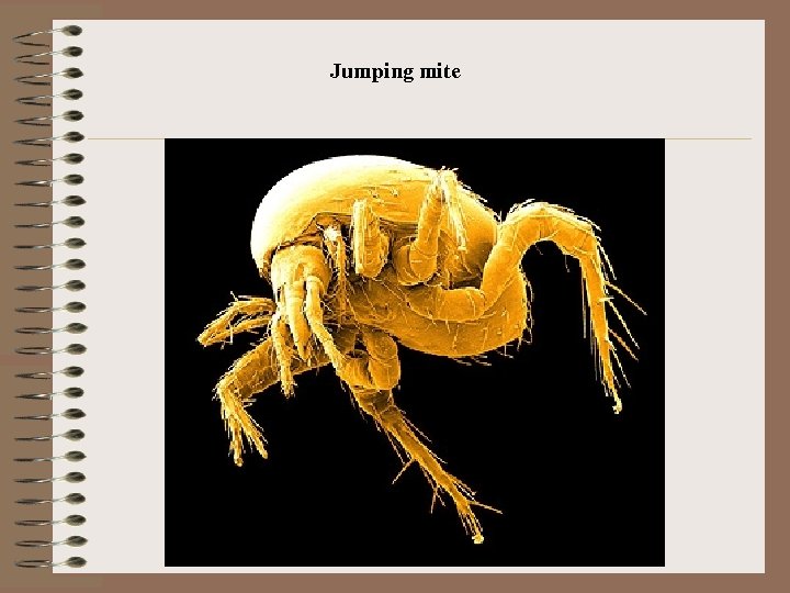 Jumping mite 