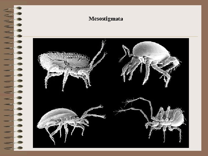 Mesostigmata 