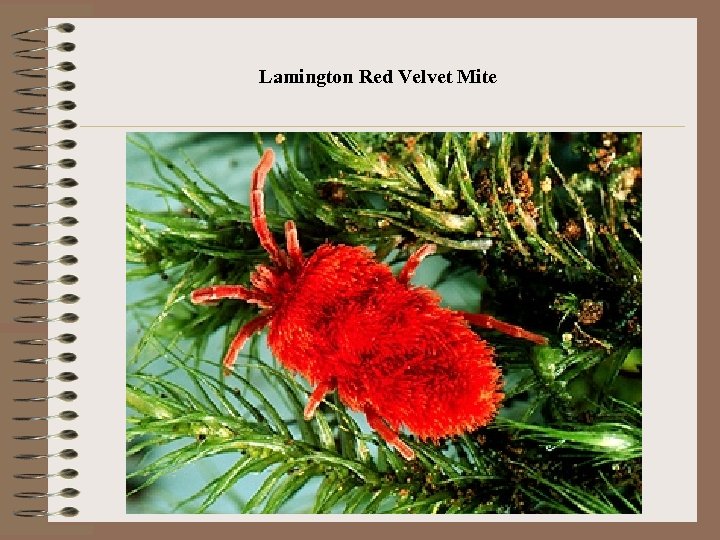 Lamington Red Velvet Mite 