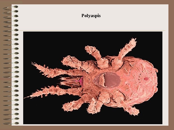 Polyaspis 