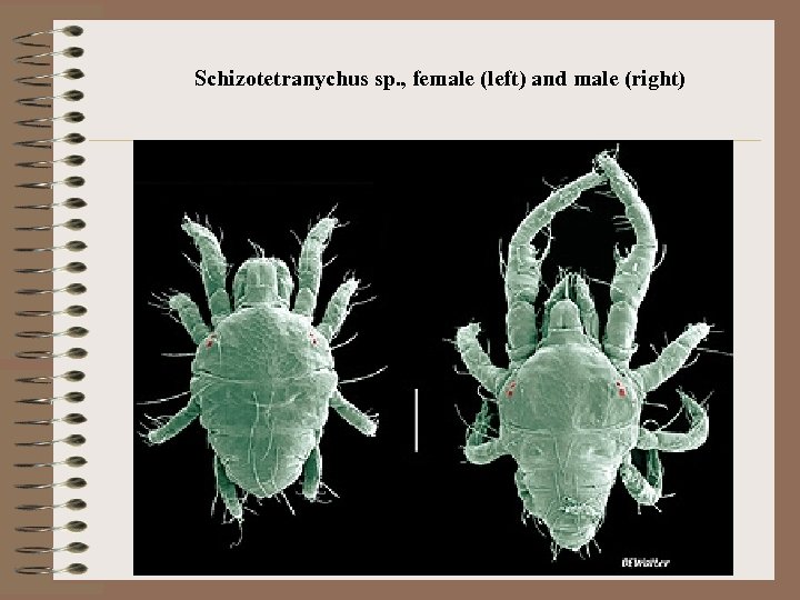 Schizotetranychus sp. , female (left) and male (right) 