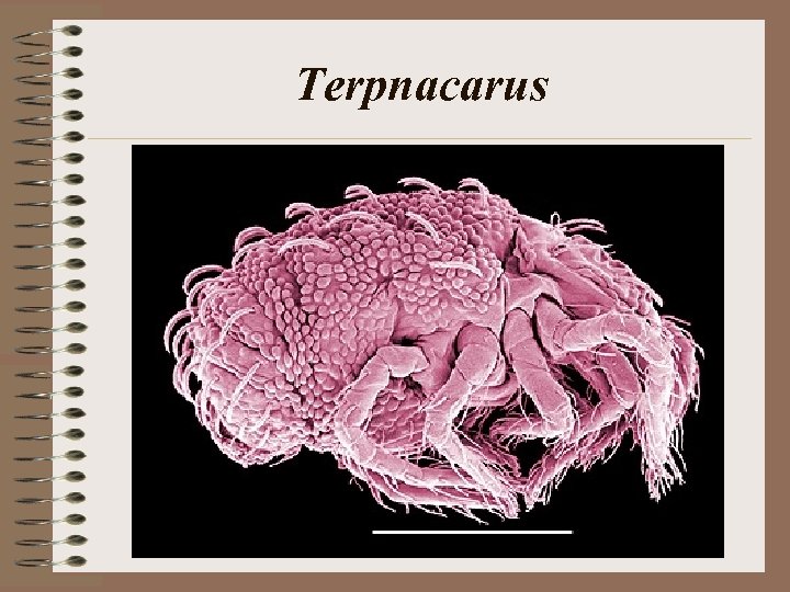 Terpnacarus 