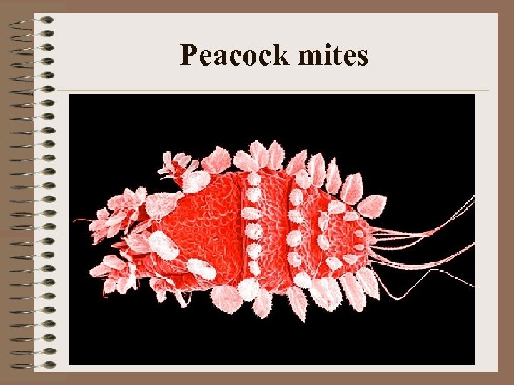 Peacock mites 