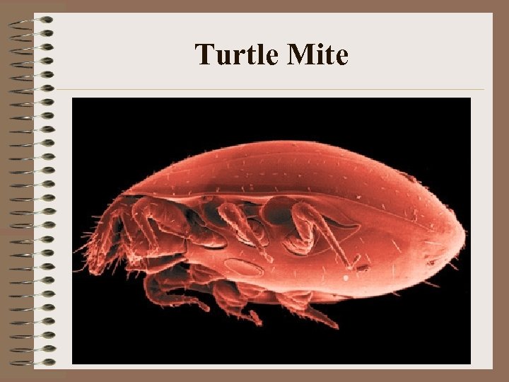 Turtle Mite 