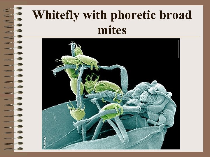 Whitefly with phoretic broad mites 