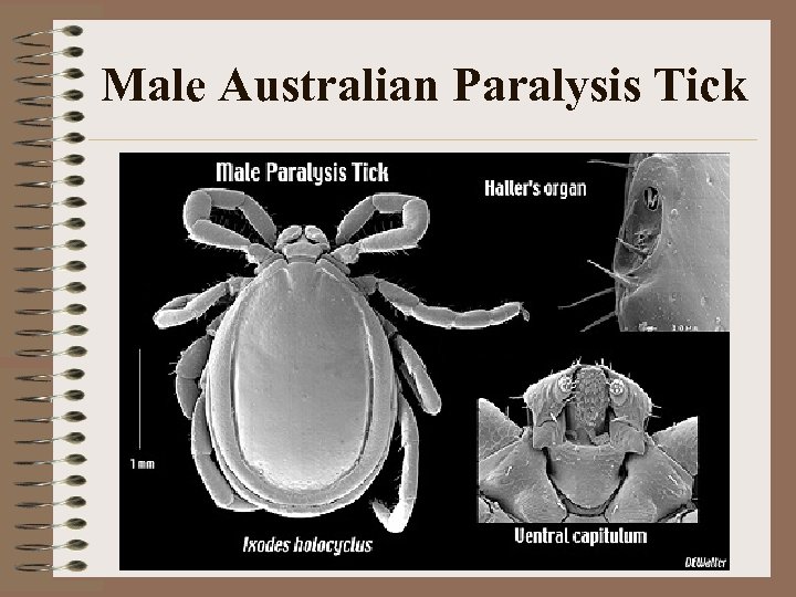 Male Australian Paralysis Tick 