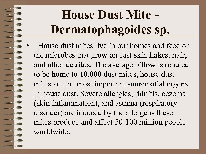 House Dust Mite Dermatophagoides sp. • House dust mites live in our homes and