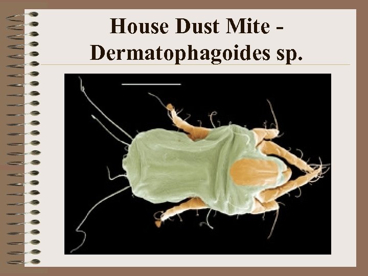 House Dust Mite Dermatophagoides sp. 