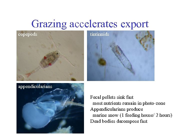 Grazing accelerates export copepods tintinnids appendicularians Fecal pellets sink fast most nutrients remain in