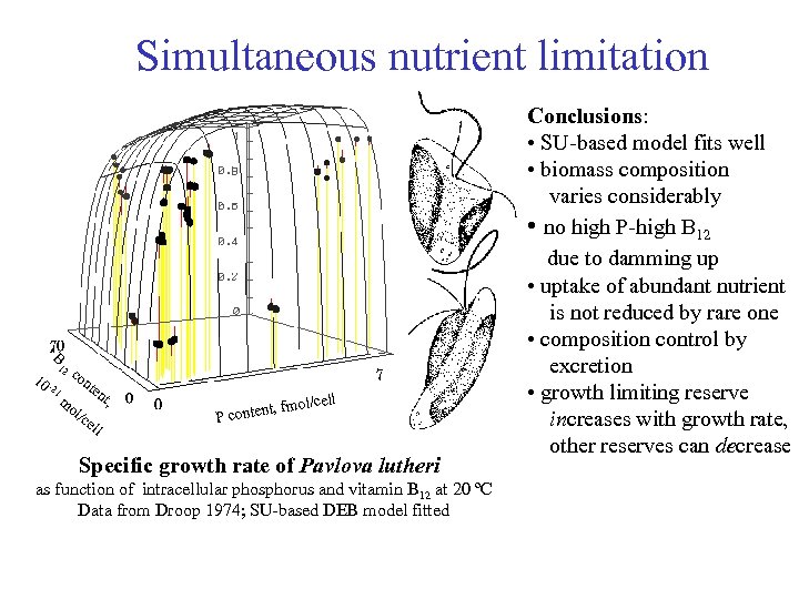 Simultaneous nutrient limitation B 10 - 12 21 co mo l/ nte ce nt,
