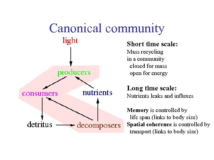Canonical community Short time scale: Mass recycling in a community closed for mass open
