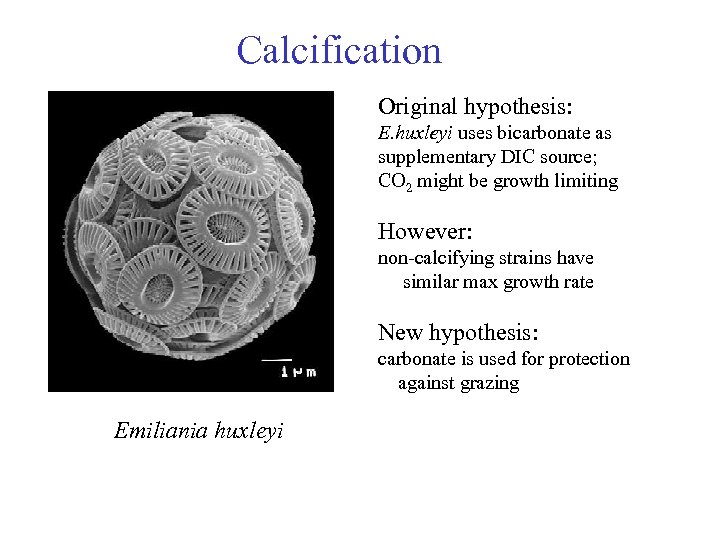 Calcification Original hypothesis: E. huxleyi uses bicarbonate as supplementary DIC source; CO 2 might