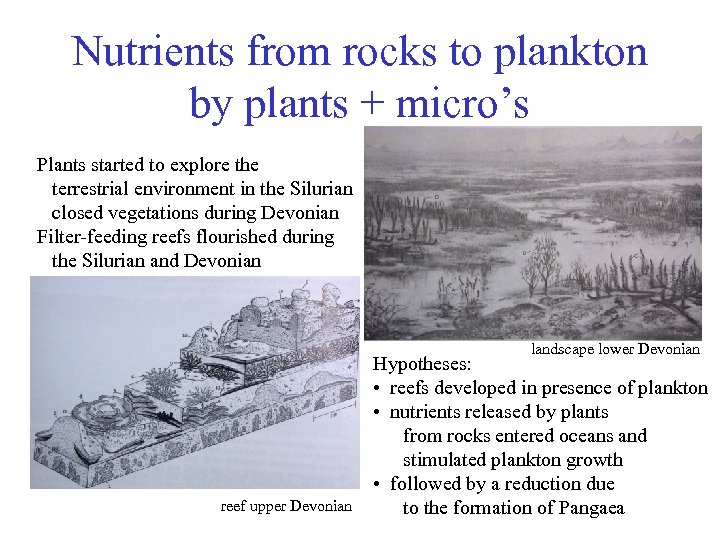 Nutrients from rocks to plankton by plants + micro’s Plants started to explore the