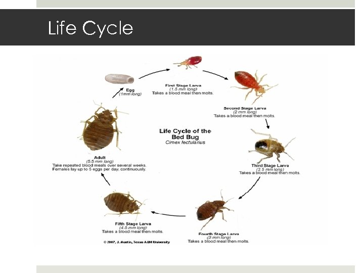Life Cycle 