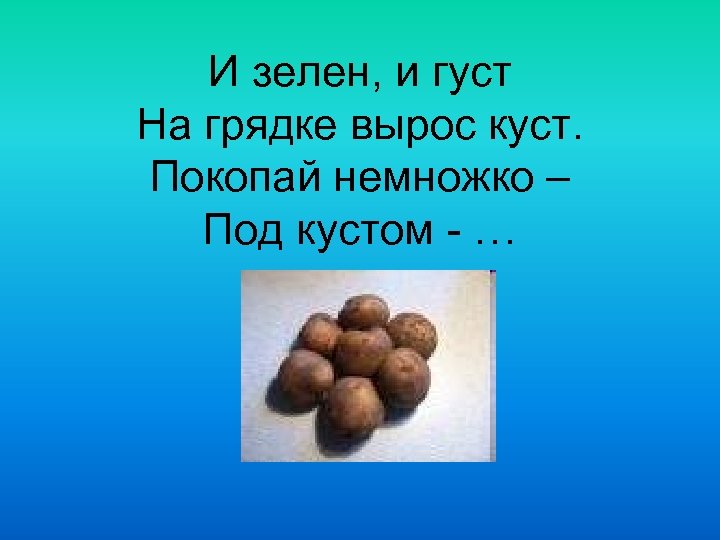 И зелен, и густ На грядке вырос куст. Покопай немножко – Под кустом -