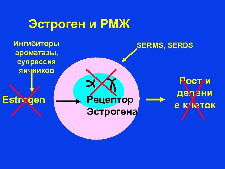 Эстроген и РМЖ Ингибиторы ароматазы, супрессия яичников Estrogen SERMS, SERDS Рецептор Эстрогена Рост и