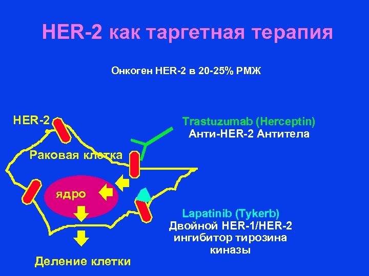 Таргетный рак. Трастузумаб таргетная терапия. Таргетная терапия молочной железы. Таргетная терапия РМЖ. Таргетная лучевая терапия.