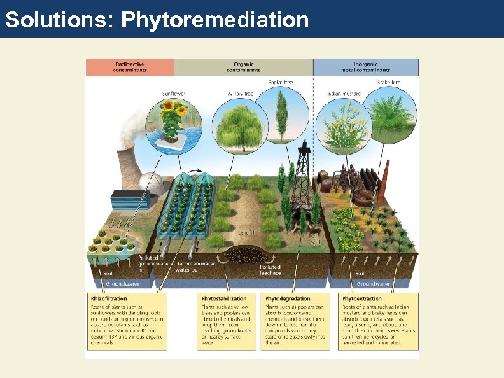 Solutions: Phytoremediation 