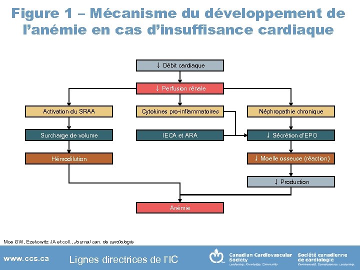 Figure 1 – Mécanisme du développement de l’anémie en cas d’insuffisance cardiaque ↓ Débit