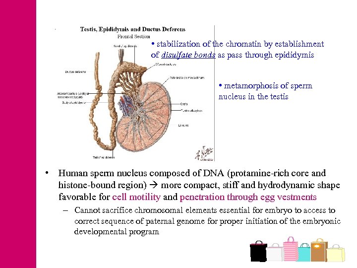  • stabilization of the chromatin by establishment of disulfate bonds as pass through
