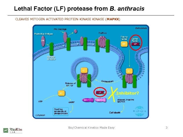 Lethal Factor (LF) protease from B. anthracis CLEAVES MITOGEN ACTIVATED PROTEIN KINASE (MAPKK) Inhibitor?