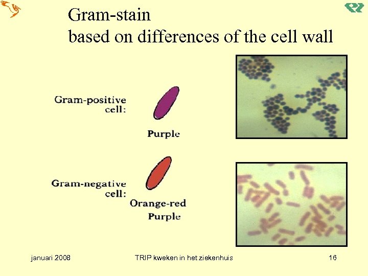 Gram-stain based on differences of the cell wall januari 2008 TRIP kweken in het