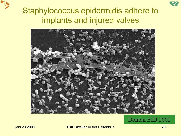 Staphylococcus epidermidis adhere to implants and injured valves Donlan EID 2002 januari 2008 TRIP
