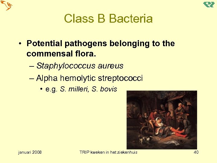 Class B Bacteria • Potential pathogens belonging to the commensal flora. – Staphylococcus aureus
