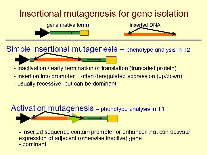 Insertional mutagenesis for gene isolation gene (native form) inserted DNA Simple insertional mutagenesis –