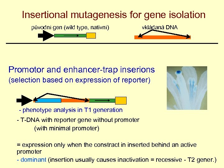 Insertional mutagenesis for gene isolation původní gen (wild type, nativní) vkládaná DNA Promotor and