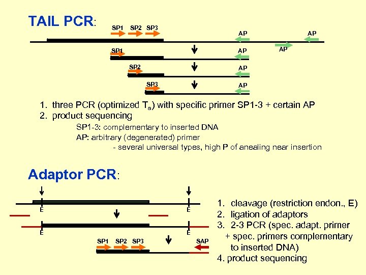 TAIL PCR: SP 1 SP 2 SP 3 AP SP 1 AP SP 2
