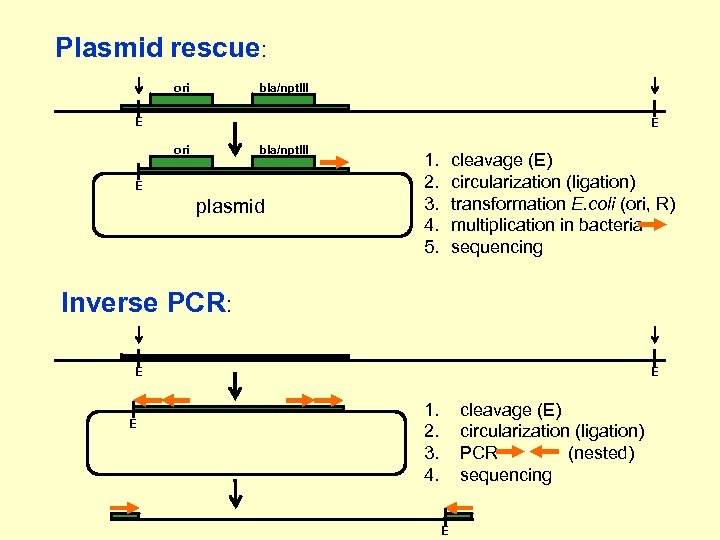 Plasmid rescue: ori bla/npt. III E E ori bla/npt. III E plasmid 1. 2.
