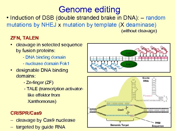 Genome editing • Induction of DSB (double stranded brake in DNA): – random mutations