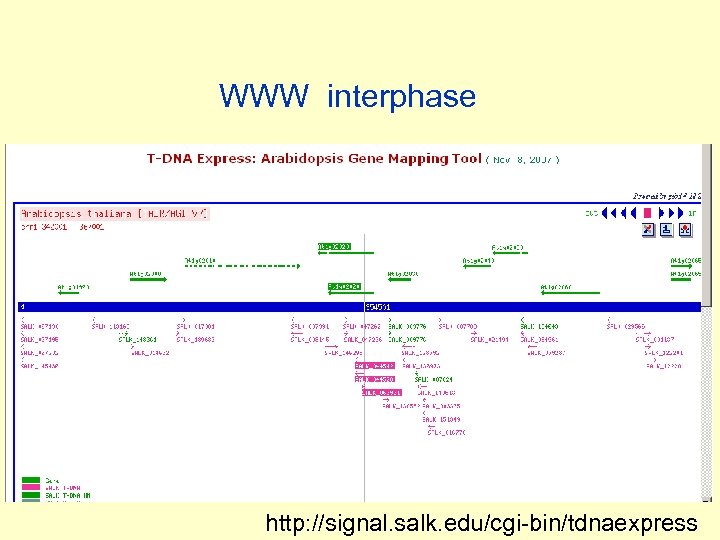WWW interphase http: //signal. salk. edu/cgi-bin/tdnaexpress 