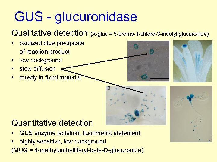 GUS - glucuronidase Qualitative detection (X-gluc = 5 -bromo-4 -chloro-3 -indolyl glucuronide) • oxidized
