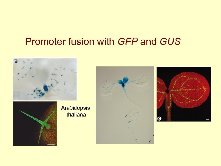 Promoter fusion with GFP and GUS Arabidopsis thaliana 