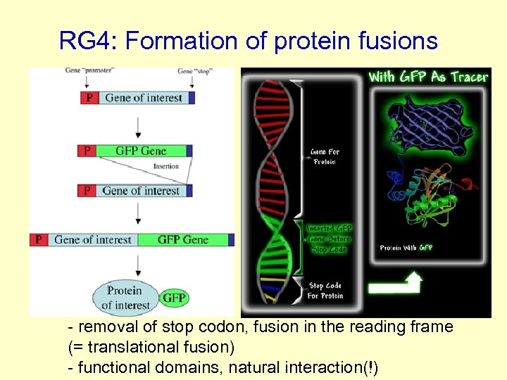 RG 4: Formation of protein fusions - removal of stop codon, fusion in the