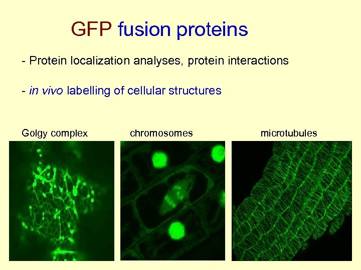 GFP fusion proteins - Protein localization analyses, protein interactions - in vivo labelling of