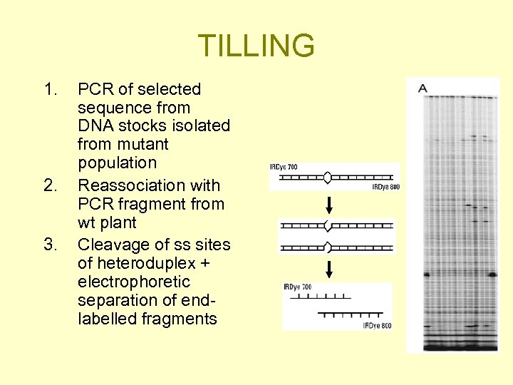 TILLING 1. 2. 3. PCR of selected sequence from DNA stocks isolated from mutant