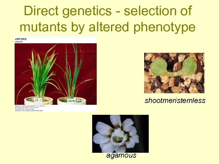 Direct genetics - selection of mutants by altered phenotype shootmeristemless agamous 