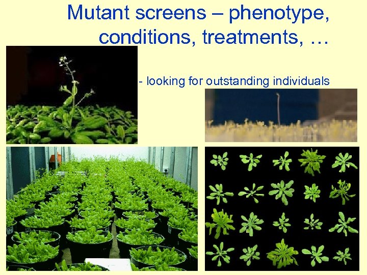 Mutant screens – phenotype, conditions, treatments, … - looking for outstanding individuals 