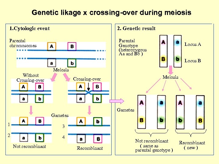 Genetic likage x crossing-over during meiosis 1. Cytologic event 2. Genetic result Parental chromosomes