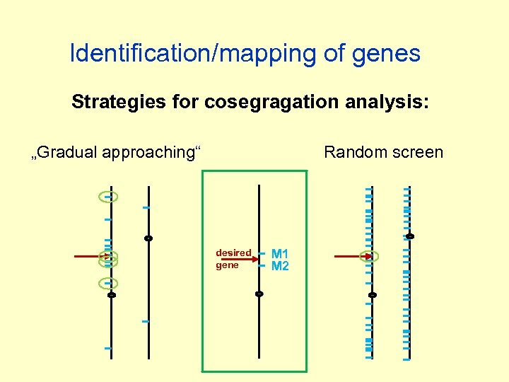 Identification/mapping of genes Strategies for cosegragation analysis: „Gradual approaching“ Random screen desired gene M