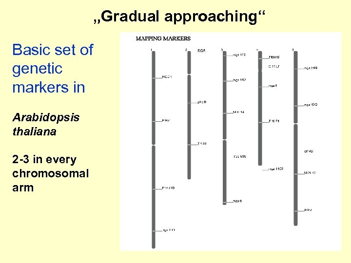 „Gradual approaching“ Basic set of genetic markers in Arabidopsis thaliana 2 -3 in every