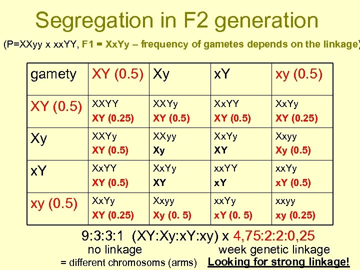 Segregation in F 2 generation (P=XXyy x xx. YY, F 1 = Xx. Yy