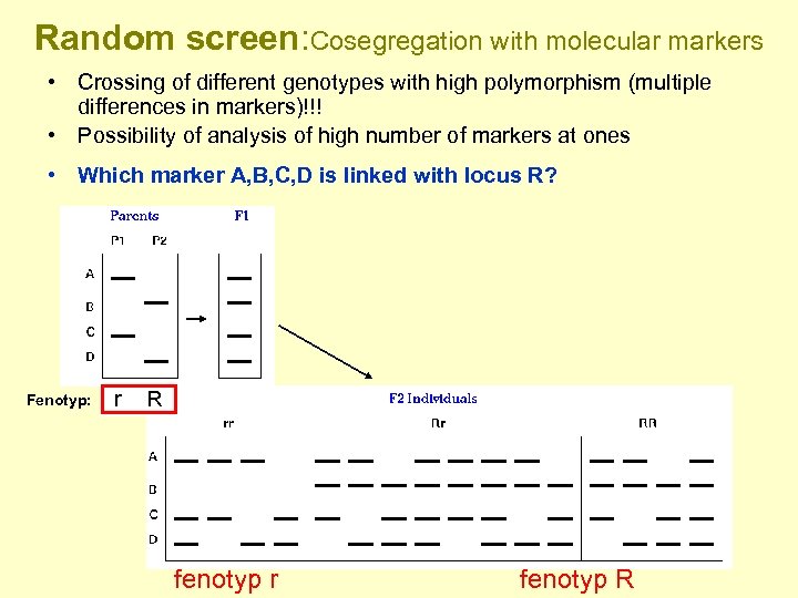Random screen: Cosegregation with molecular markers • Crossing of different genotypes with high polymorphism
