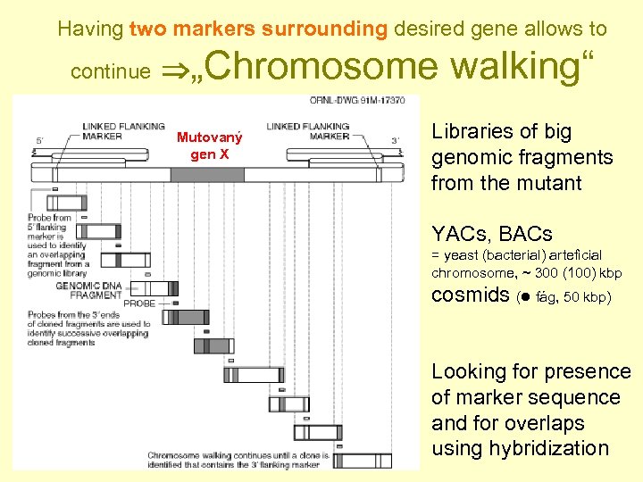 Having two markers surrounding desired gene allows to continue „Chromosome Mutovaný gen X walking“